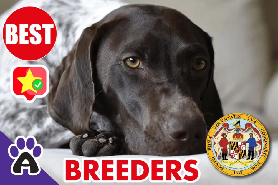 Best Reviewed German Shorthaired Breeders In Maryland 2021 | Puppies For Sale in MD