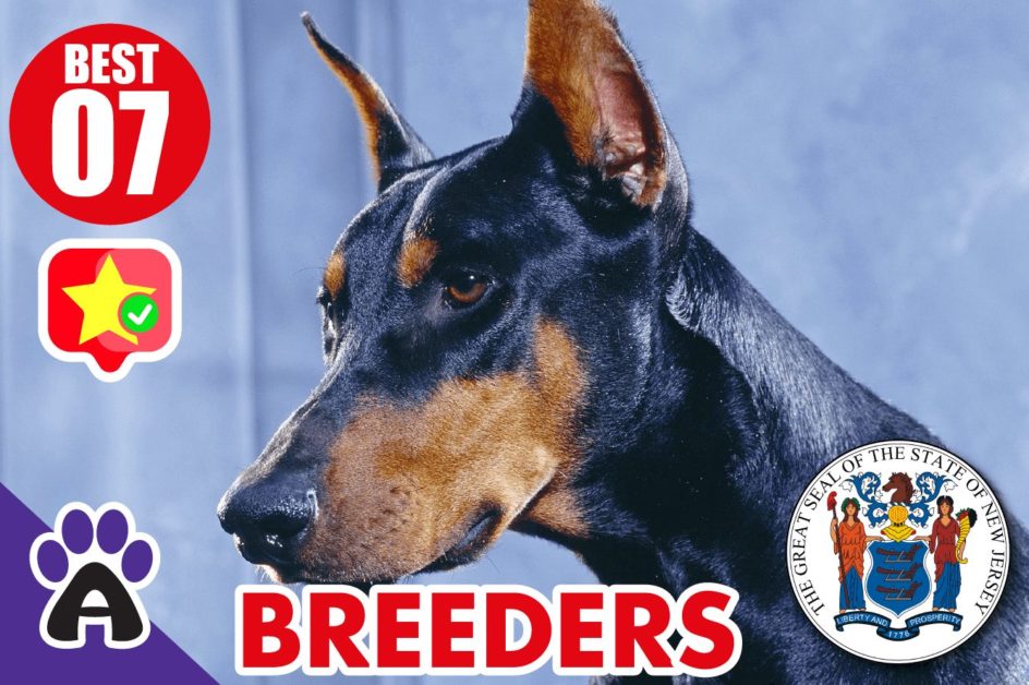7 Best Reviewed Doberman Breeders In New Jersey 2021 (Puppies For Sale in NJ)