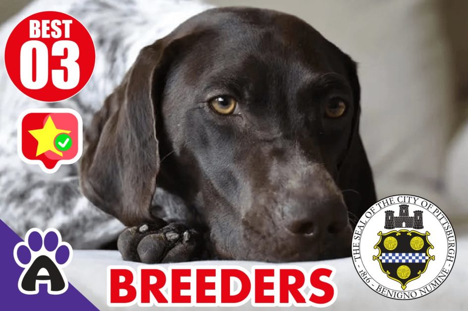 Best Reviewed German Shorthaired Breeders In Pittsburgh PA 2021 | Puppies For Sale in PA