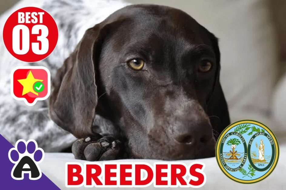 3 Best Reviewed German Shorthaired Breeders In South Carolina 2021 | Puppies For Sale in SC