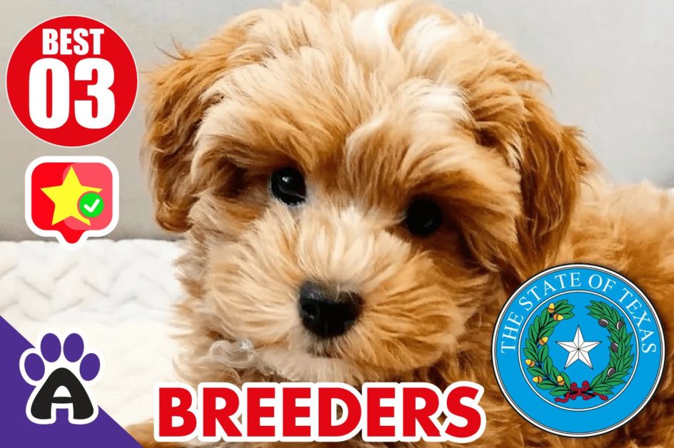 Best 3 Reviewed Cockapoo Breeders In Texas 2021 | Cockapoo Puppies For Sale in TX