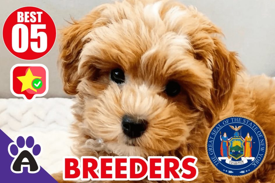 Best 5 Reviewed Cockapoo Breeders In New York 2021 | Cockapoo Puppies For Sale in NY