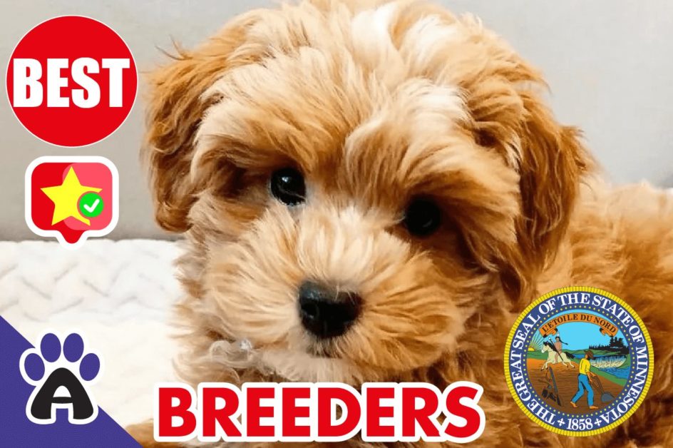 Best Reviewed Cockapoo Breeders In Minnesota 2021 | Cockapoo Puppies For Sale in MN