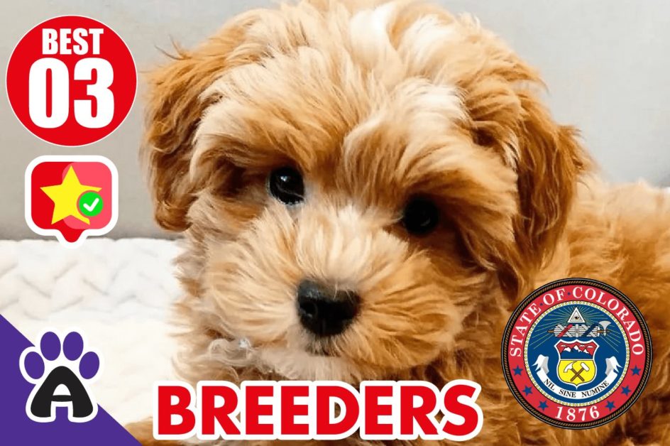 Best 3 Reviewed Cockapoo Breeders In Colorado 2021 | Cockapoo Puppies For Sale in CO