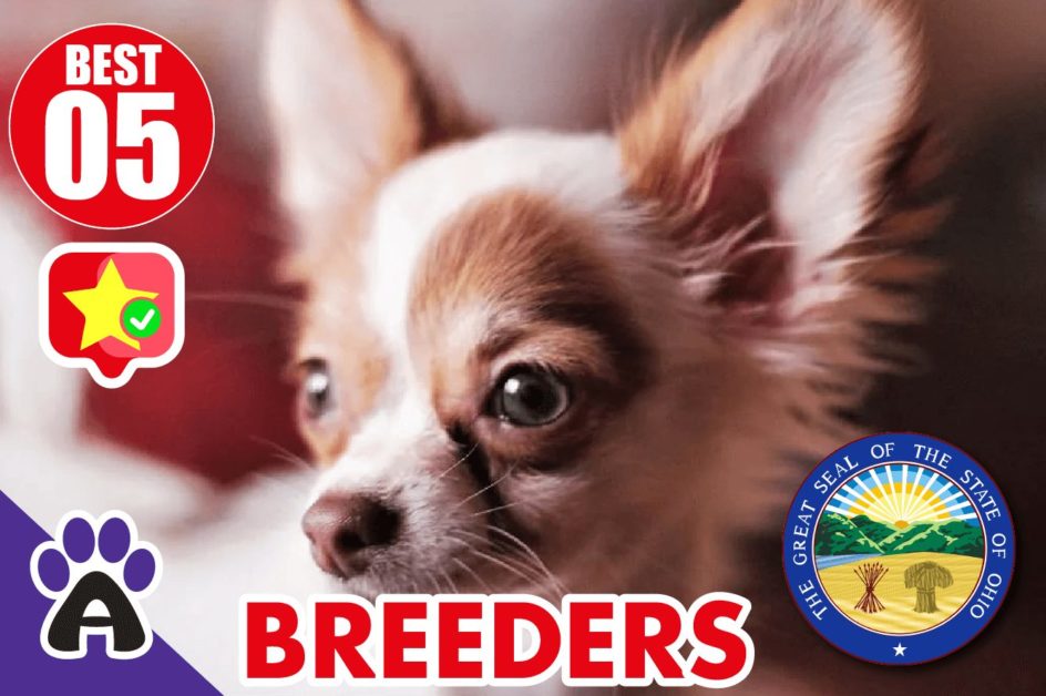 Best 5 Reviewed Chihuahua Breeders In Ohio 2021 | Chihuahua Puppies For Sale in OH