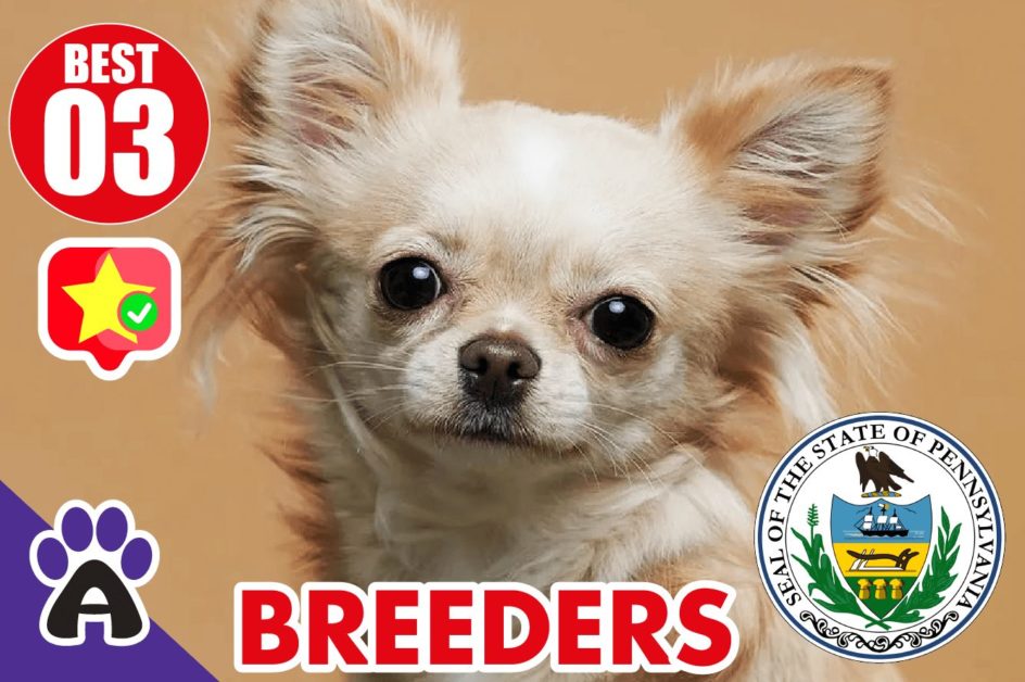Best 3 Reviewed Chihuahua Breeders In Pennsylvania 2021 | Chihuahua Puppies For Sale in PA