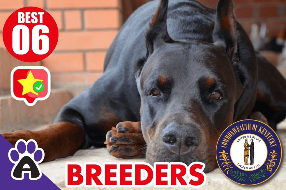 6 Best Reviewed Doberman Breeders In Kentucky 2021 (Puppies For Sale in KY)
