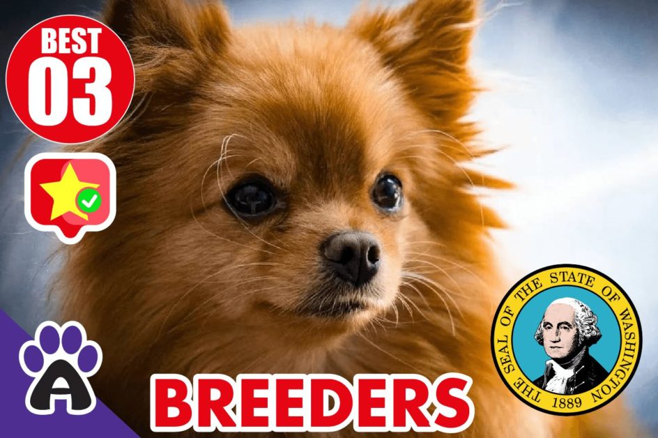 Best 3 Reviewed Chihuahua Breeders In Washington 2021 | Chihuahua Puppies For Sale in WA
