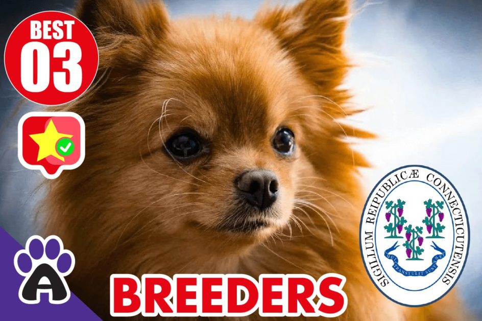 Best 3 Reviewed Chihuahua Breeders In Connecticut 2021 | Chihuahua Puppies For Sale in CT