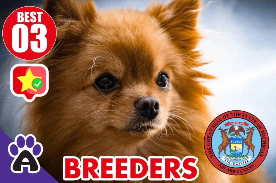 Best 3 Reviewed Chihuahua Breeders In Michigan 2021 | Chihuahua Puppies For Sale in MI