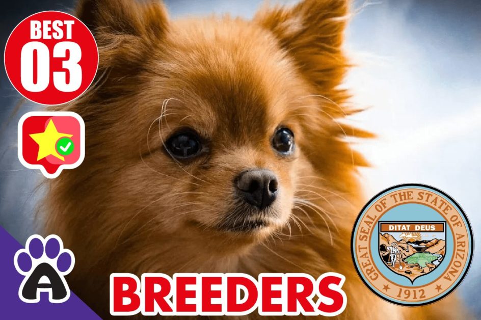 Best 3 Reviewed Chihuahua Breeders In Arizona 2021 | Chihuahua Puppies For Sale in AZ