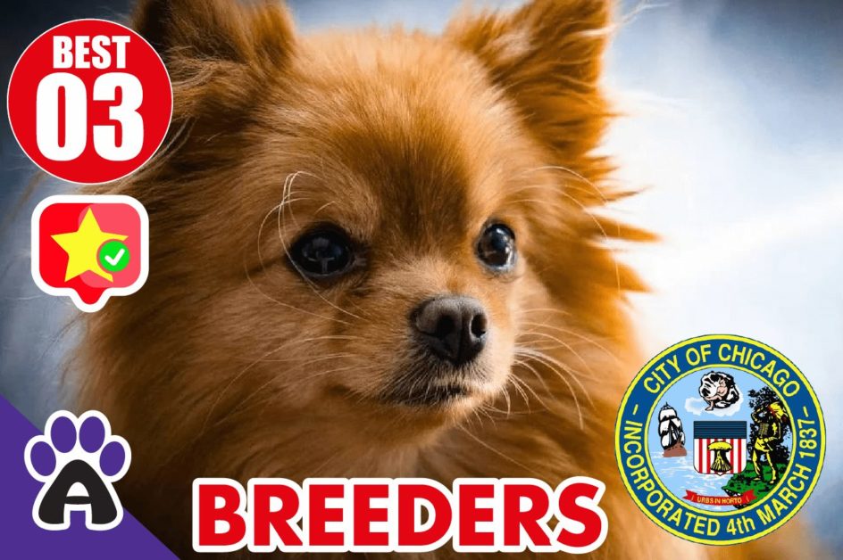 Best 3 Reviewed Chihuahua Breeders In Chicago Illinois 2021 | Chihuahua Puppies For Sale in IL
