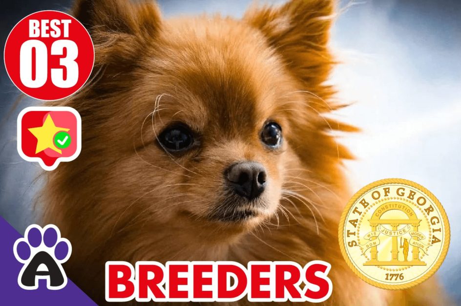 Best 3 Reviewed Chihuahua Breeders In Georgia 2021 | Chihuahua Puppies For Sale in GA