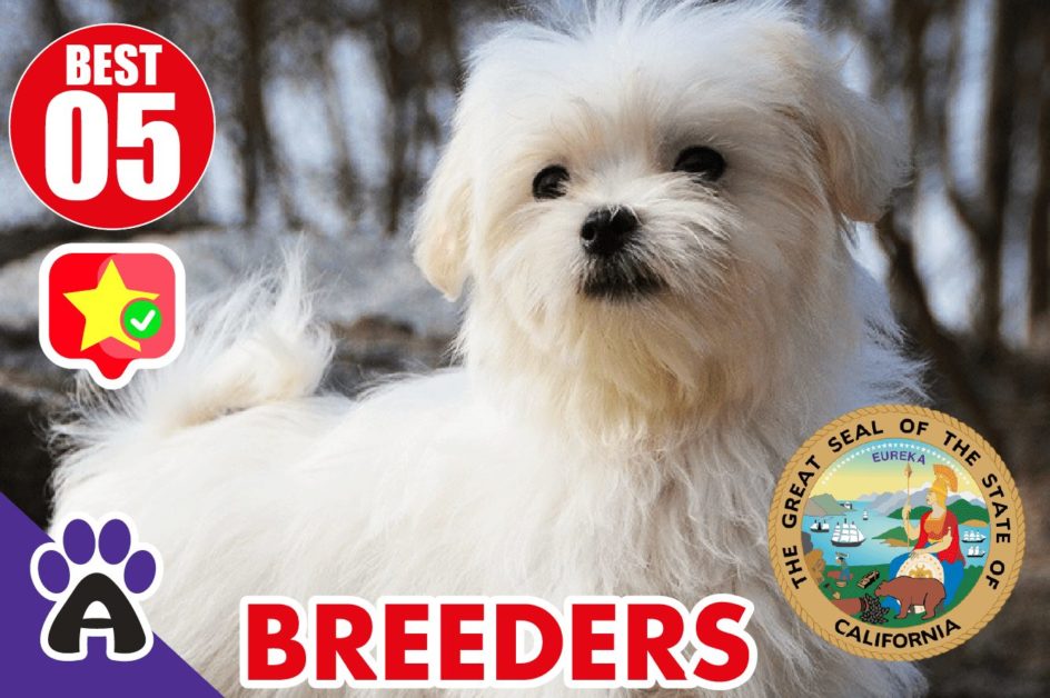 Best 5 Reviewed Coton de Tulear Breeders In California 2021 | Coton Puppies For Sale in CA