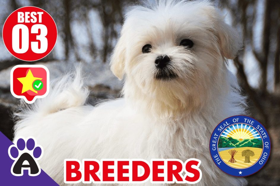 Best 3 Reviewed Coton de Tulear Breeders In Ohio 2021 | Coton Puppies For Sale in OH