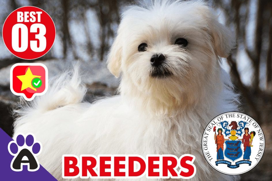 Best 3 Reviewed Coton de Tulear Breeders In New Jersey 2021 | Coton Puppies For Sale in NJ
