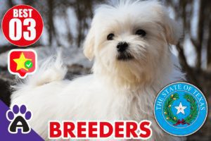 Best 3 Reviewed Coton de Tulear Breeders In Texas 2021 | Coton Puppies For Sale in TX