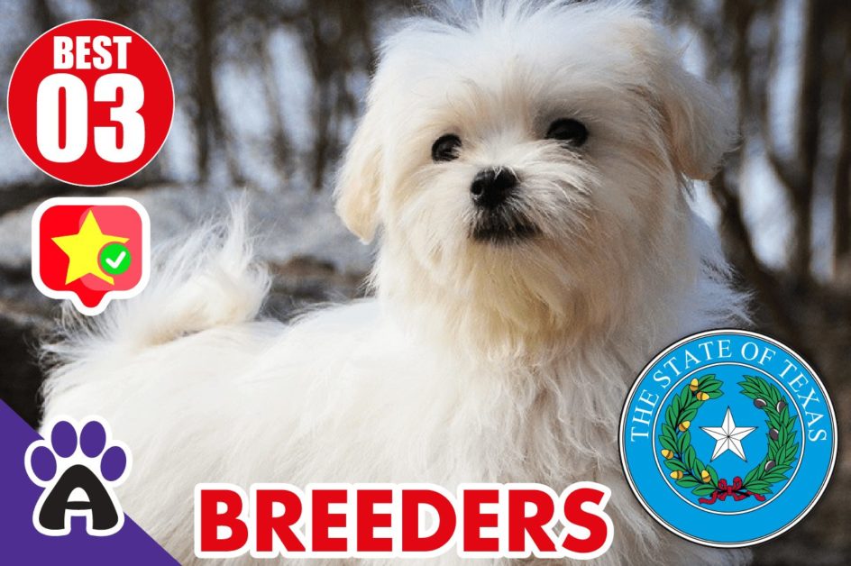 Best 3 Reviewed Coton de Tulear Breeders In Texas 2021 | Coton Puppies For Sale in TX