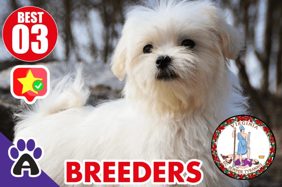 Best 3 Reviewed Coton de Tulear Breeders In Virginia 2021 | Coton Puppies For Sale in VA