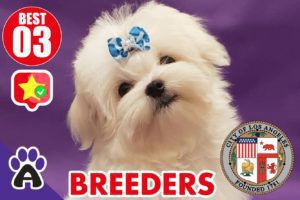 Best 3 Reviewed Maltese Breeders In Los Angeles 2021 | Maltese Puppies For Sale in LA