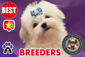 Best Reviewed Maltese Breeders In Mississippi 2021 | Maltese Puppies For Sale in MS