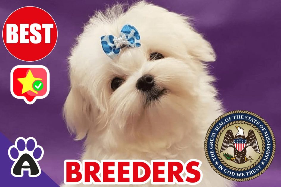 Best Reviewed Maltese Breeders In Mississippi 2021 | Maltese Puppies For Sale in MS