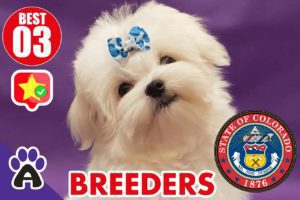 Best 3 Reviewed Maltese Breeders In Colorado 2021 | Maltese Puppies For Sale in CO