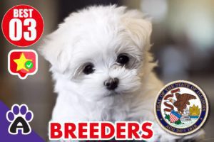 Best 3 Reviewed Maltese Breeders In Illinois 2021 | Maltese Puppies For Sale in IL