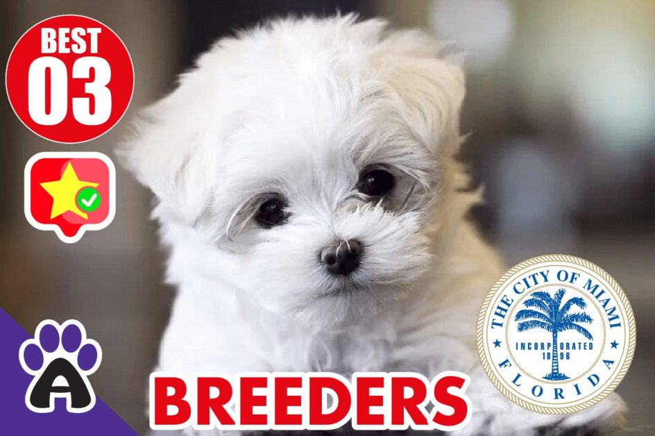Best 3 Reviewed Maltese Breeders In Miami 2021 | Maltese Puppies For Sale in Miami