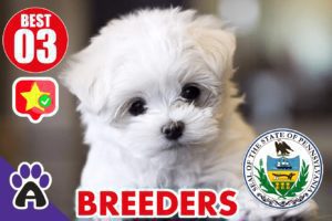 Best 3 Reviewed Maltese Breeders In Pennsylvania 2021 | Maltese Puppies For Sale in PA