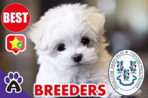 Best Reviewed Maltese Breeders In Connecticut 2021 | Maltese Puppies For Sale in CT