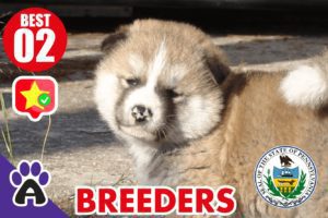 2 Best Reviewed Akita Breeders In Pennsylvania 2021 (Puppies For Sale in PA)
