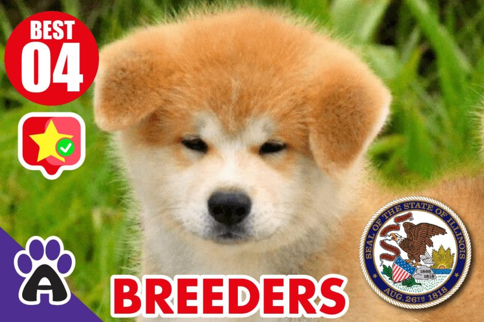 4 Best Reviewed Akita Breeders In Illinois 2021 (Puppies For Sale in IL)