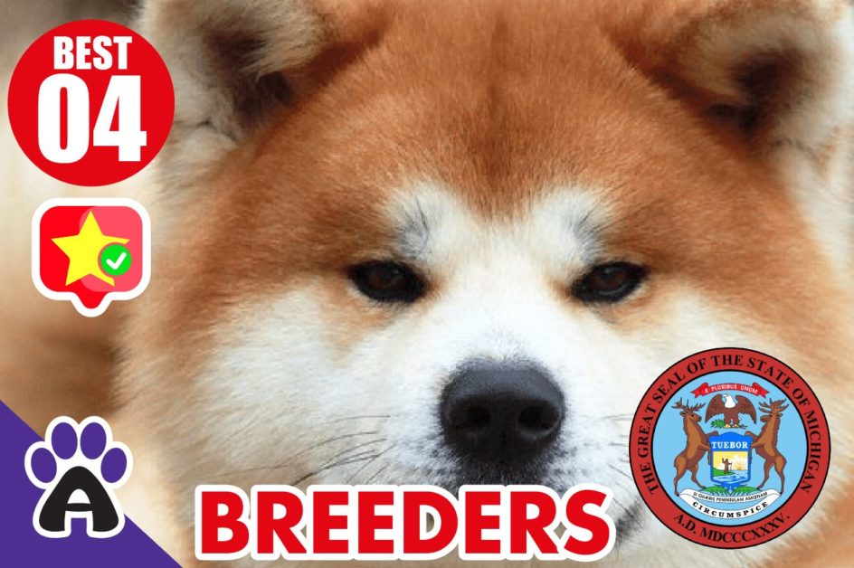 4 Best Reviewed Akita Breeders In Michigan 2021 (Puppies For Sale in MI)