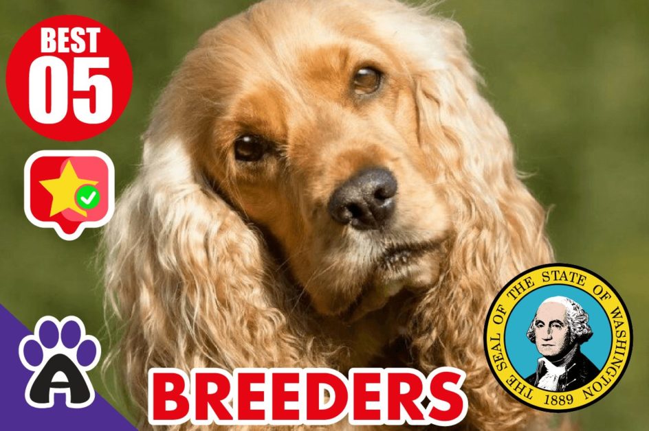 5 Best Reviewed Cocker spaniel Breeders In Washington 2021 (Puppies For Sale in WA)