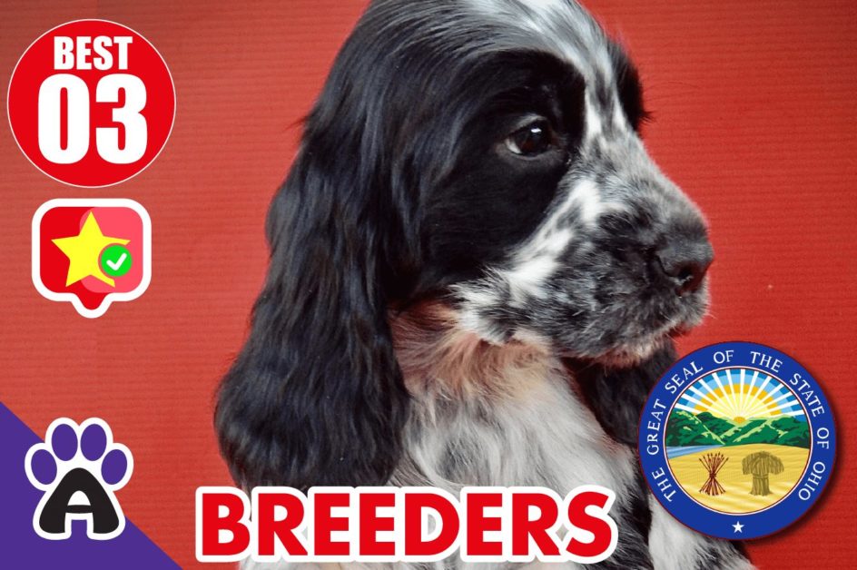 3 Best Reviewed Cocker spaniel Breeders In Ohio 2021 (Puppies For Sale in OH)