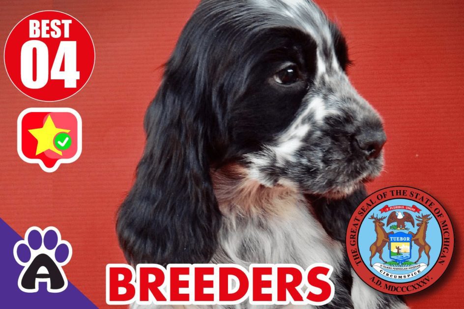 4 Best Reviewed Cocker Spaniel Breeders In Michigan 2021 (Puppies For Sale In MI)
