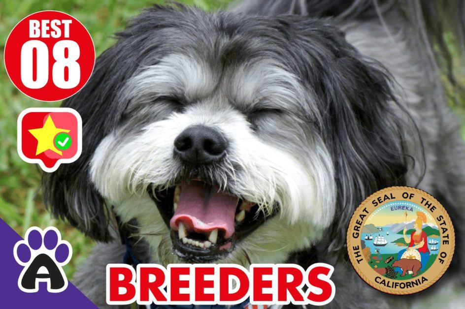 8 Best Reviewed Shih Tzu Breeders In California 2021 (Puppies For Sale in CA)