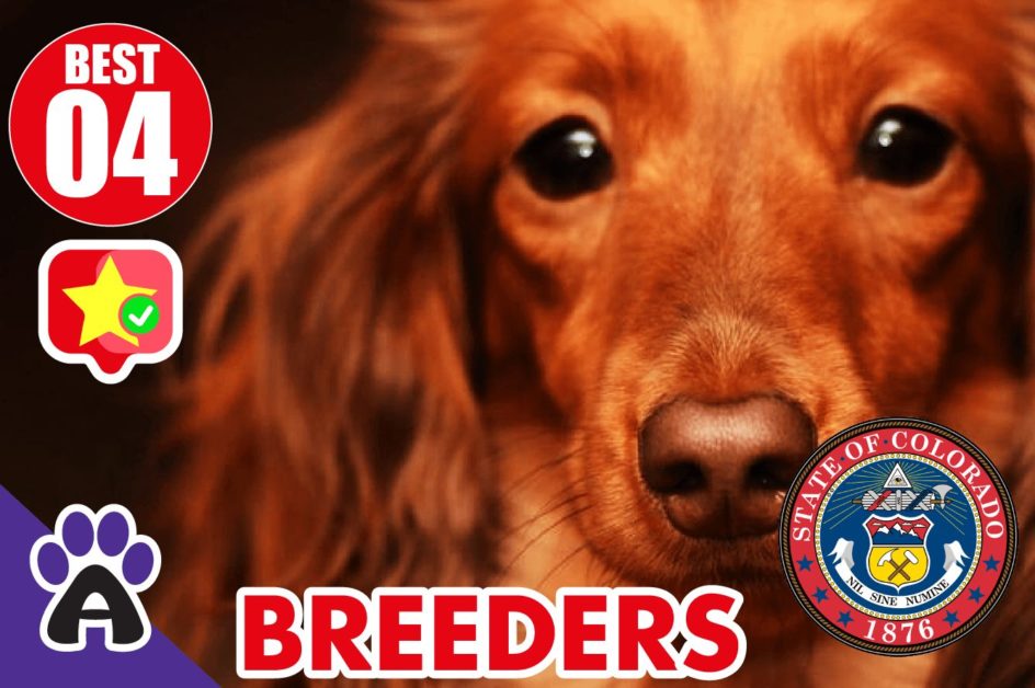 4 Best Reviewed Cocker spaniel Breeders In Colorado 2021 (Puppies For Sale in CO)