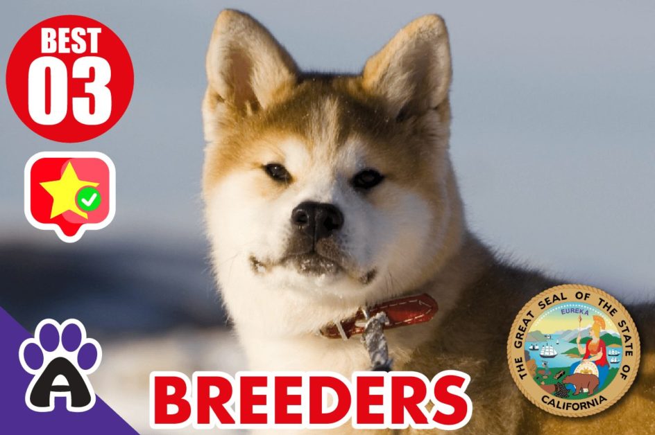 3 Best Reviewed Akita Breeders In California 2021 (Puppies For Sale in CA)
