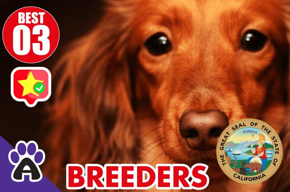 3 Best Reviewed Cocker Spaniel Breeders In California 2021 (Puppies For Sale In CA)