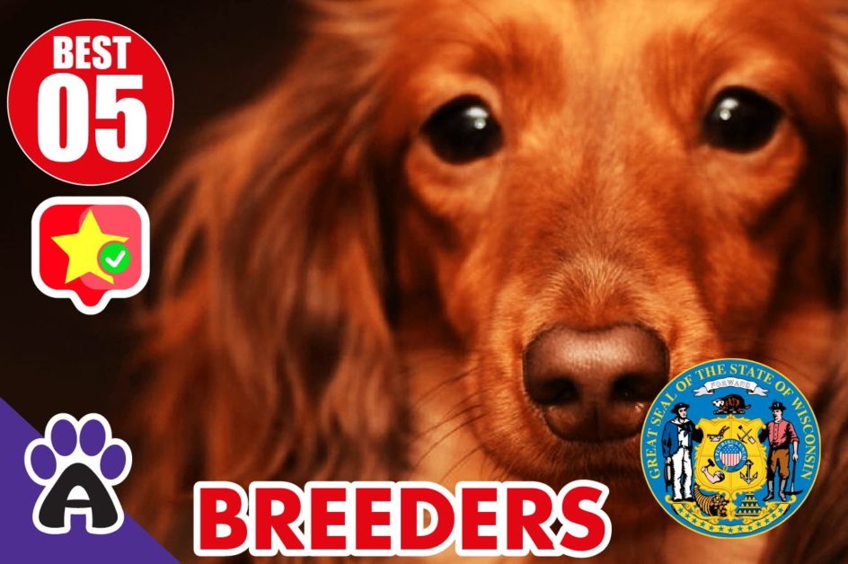 5 Best Reviewed Cocker Spaniel Breeders In wisconsin 2021 (Puppies For Sale In WI)