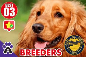 3 Best Reviewed Cocker Spaniel Breeders In Oregon 2021 (Puppies For Sale In OR)