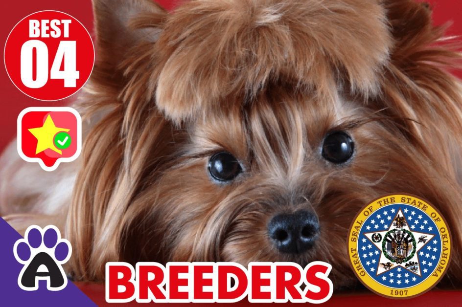 4 Best Reviewed Shih Tzu Breeders In Oklahoma 2021 (Puppies For Sale in OK)