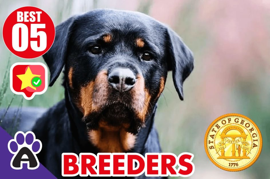 Best 5 Reviewed Rottweiler Breeders In Georgia 2021 (Puppies For Sale in GA)