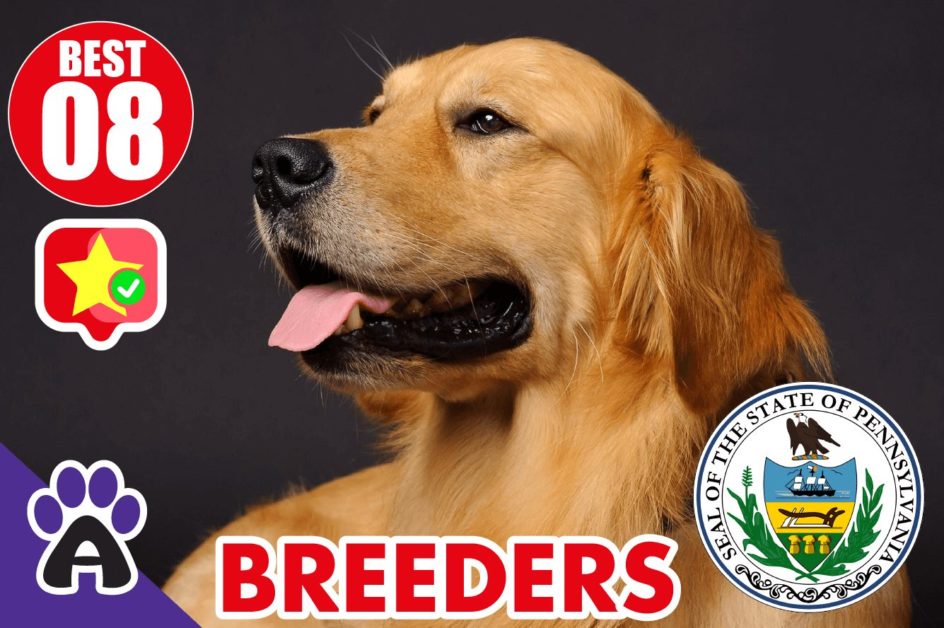 Best 8 Reviewed Golden Retriever Breeders In Pennsylvania 2021 (Puppies For Sale in PA)