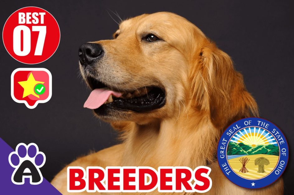 Best 7 Reviewed Golden Retriever Breeders In Ohio 2021 (Puppies For Sale in OH)