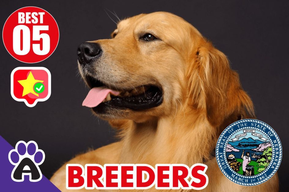 Best 5 Reviewed Golden Retriever Breeders In Nebraska 2021 (Puppies For Sale in NE)