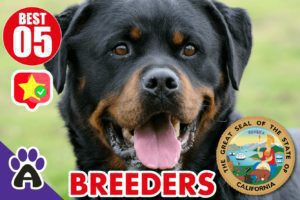 Best 5 Reviewed Rottweiler Breeders In California 2021 (Puppies For Sale in CA)