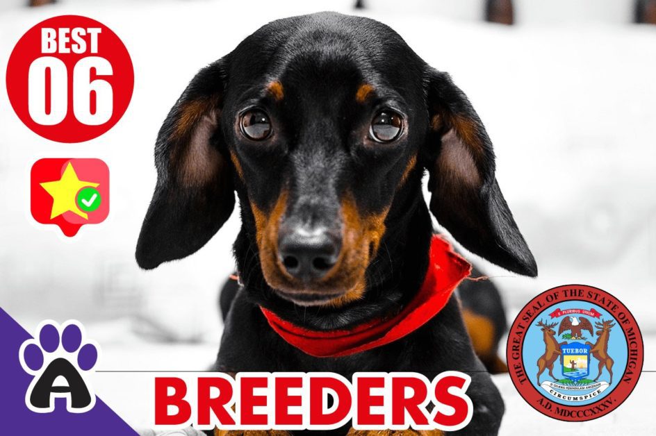 6 Best Reviewed Dachshund Breeders In Michigan 2021 (Puppies For Sale in MI)